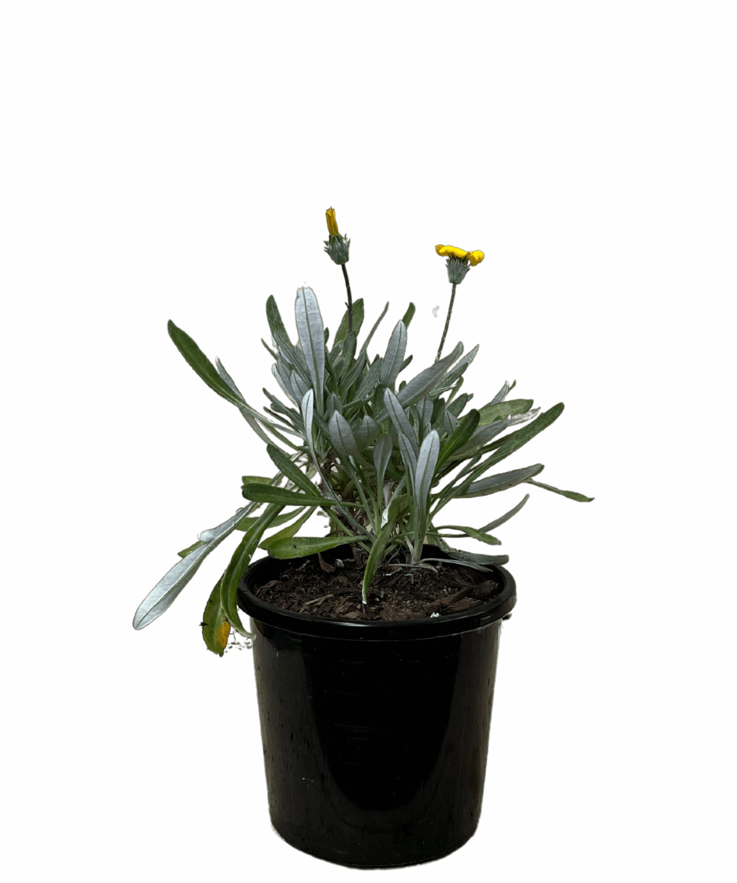 Gazania Buccaneer 1 Gazania Buccaneer