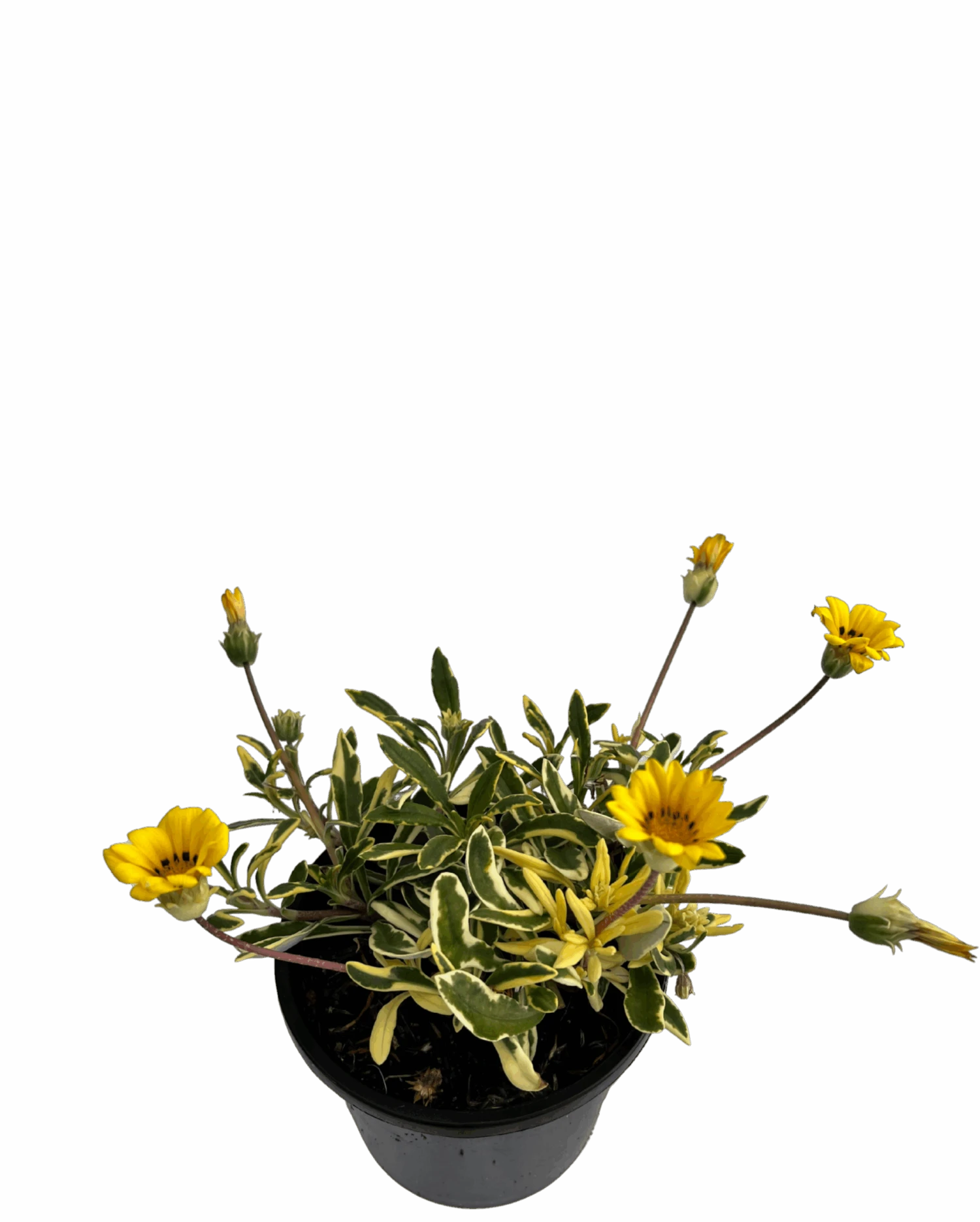 Gazania Variegated 2 Gazania Variegated - Image 2