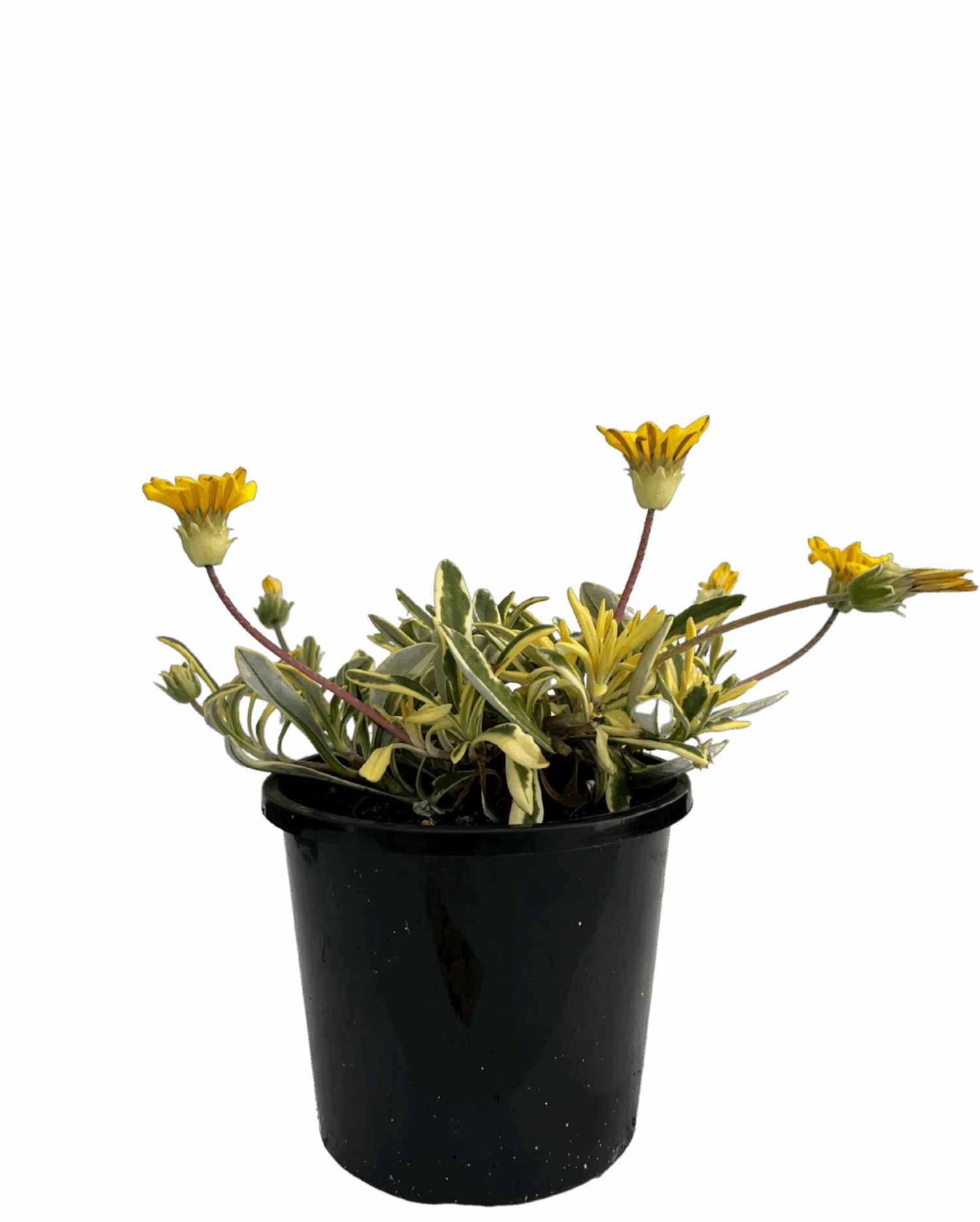 Gazania Variegated 1 Gazania Variegated