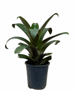 Bromeliad - Alcantarea Imperialis Rubra