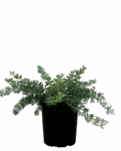 Grevillea Gilt Dragon