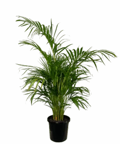 Golden Cane Palm - Dypsis Lutescens