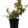 Grevillea Ruby Jewel