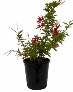 Grevillea Ruby Jewel