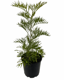 Grevillea Coconut Ice