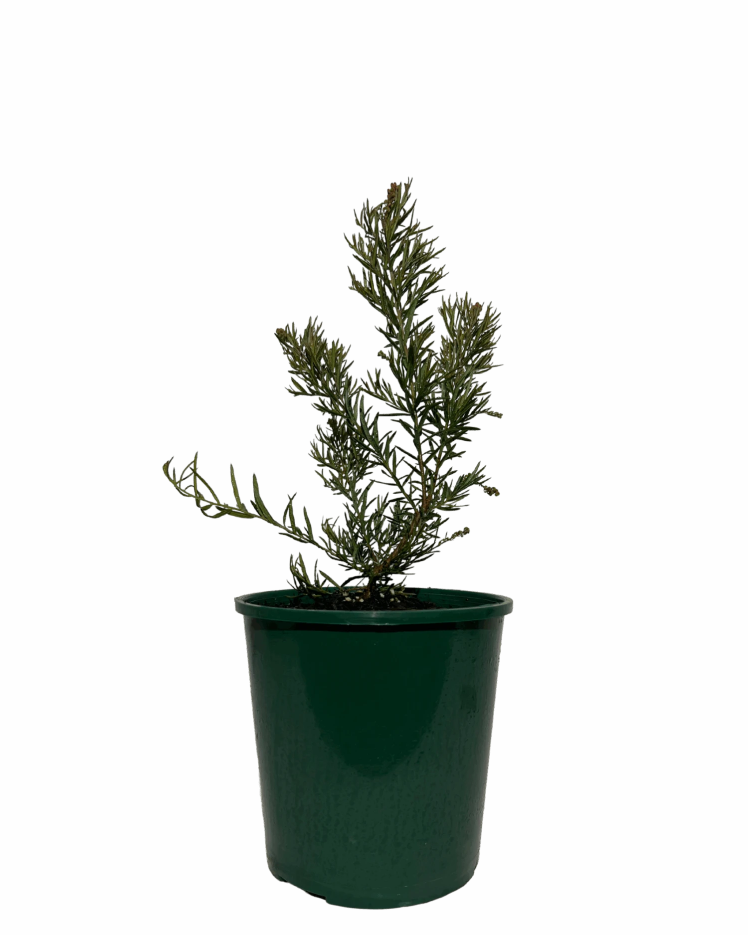 Grevillea Crackles 1 Grevillea Crackles