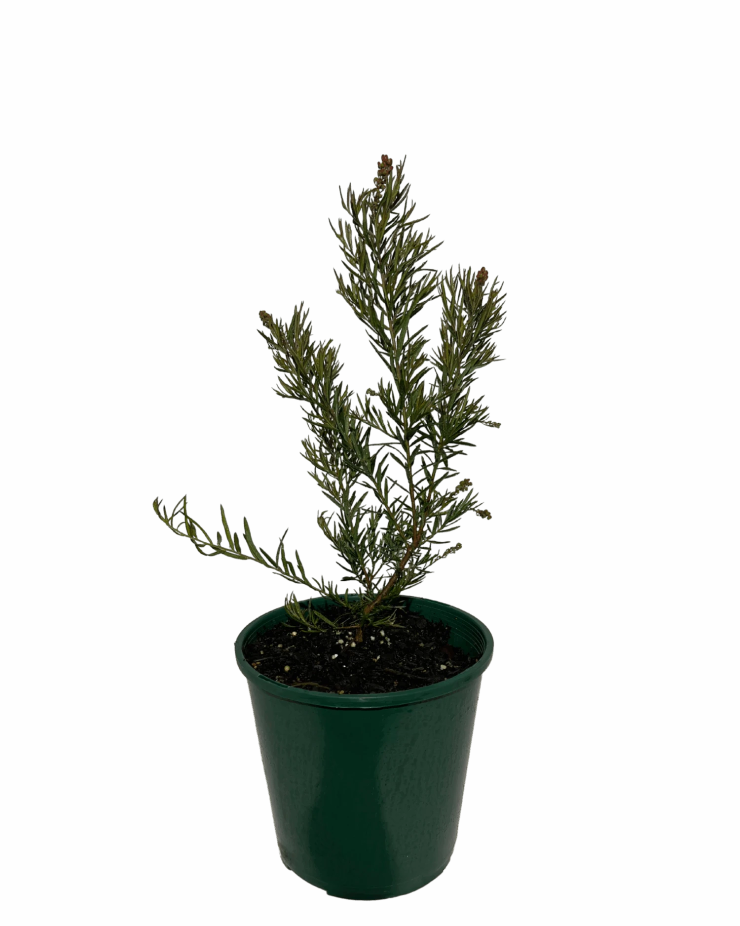 Grevillea Crackles 2 Grevillea Crackles - Image 2