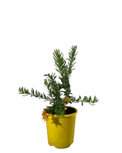 Grevillea Gold Touch