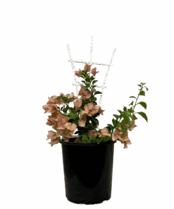 Bougainvillea Bambino Honey Rose