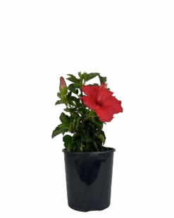 Hibiscus Tradewinds Tonga Wind