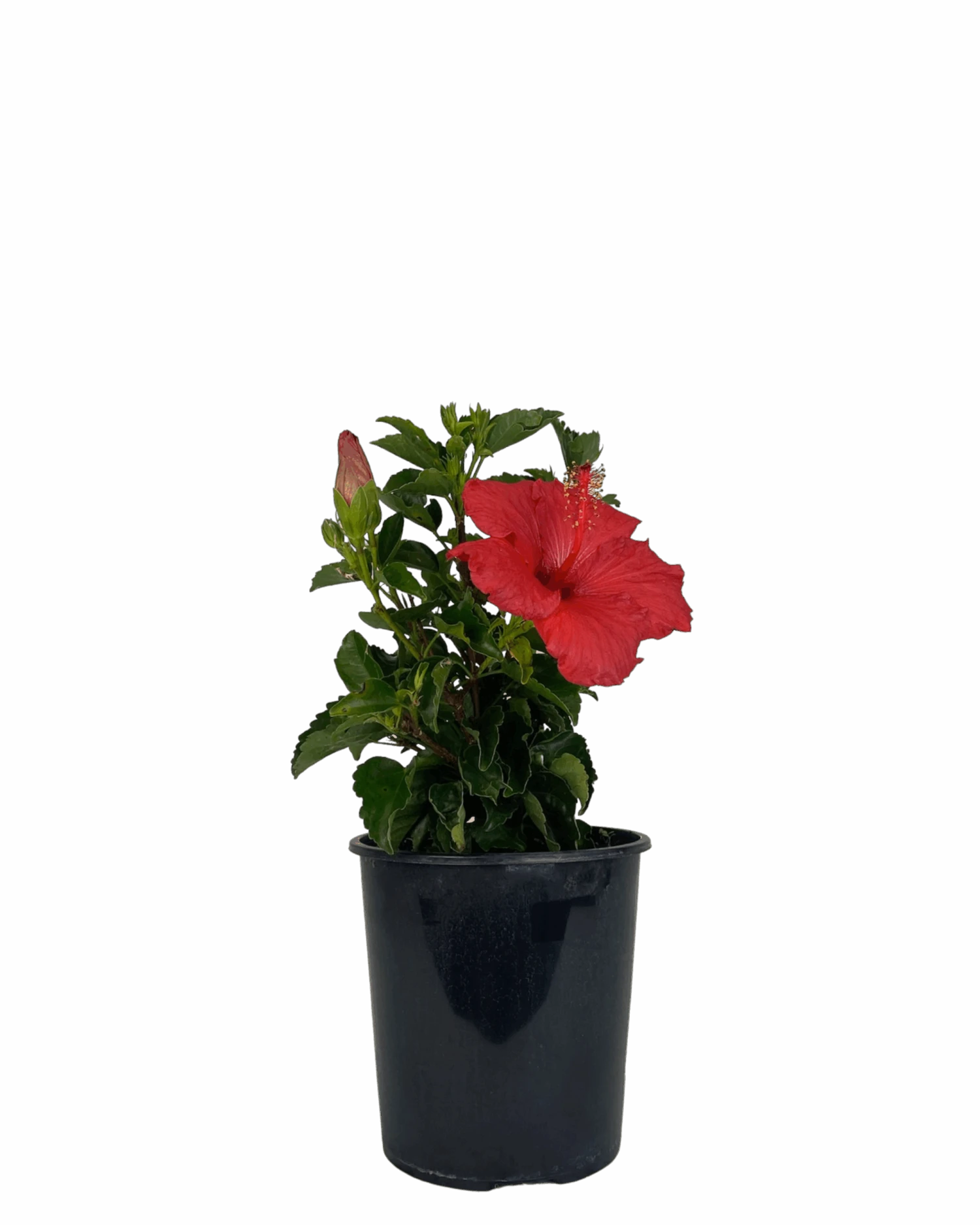 Hibiscus Tradewinds Tonga Wind 1 Hibiscus Tradewinds Tonga Wind