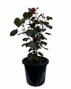 Hibiscus Tiliaceus Rubra