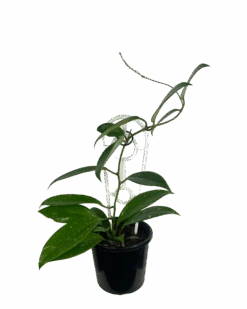 Waldecks Sales Store -Waldecks Store HoyaPubialixSilver