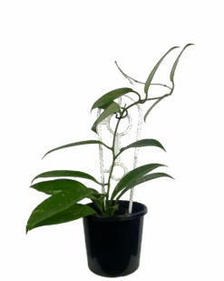 Waldecks Sales Store 6 Hoya Pubicalyx Silver