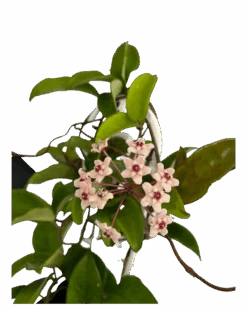 Hoya Carnosa Pink -Waldecks Store HoyaarsonaPinkFlower