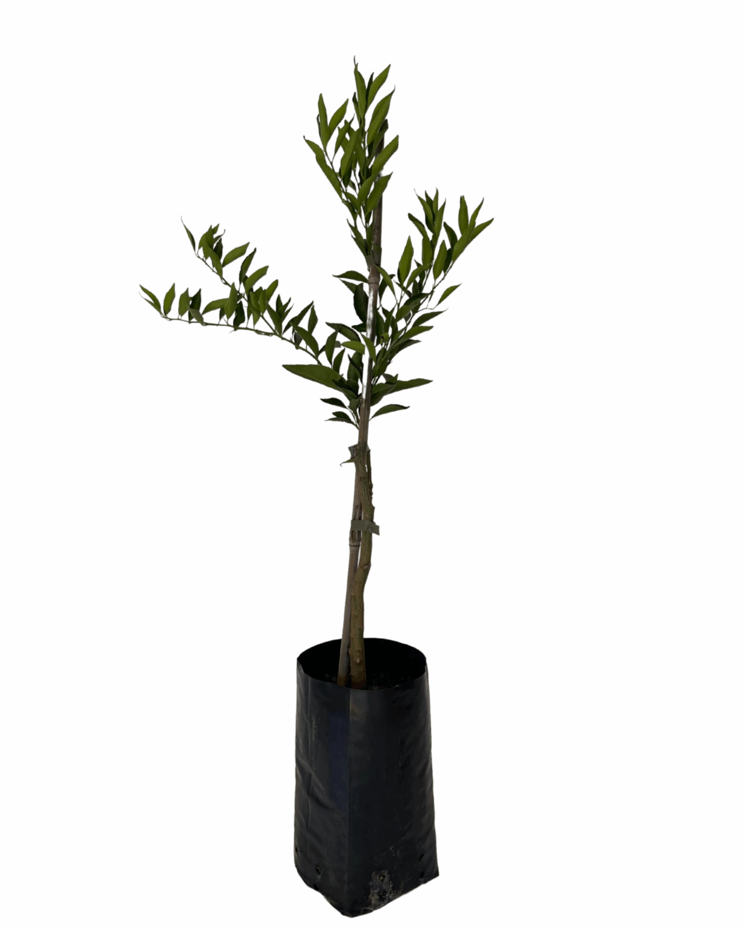 Mandarin Imperial 1 Mandarin Imperial