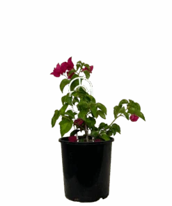 Bougainvillea Bambino Jazzi