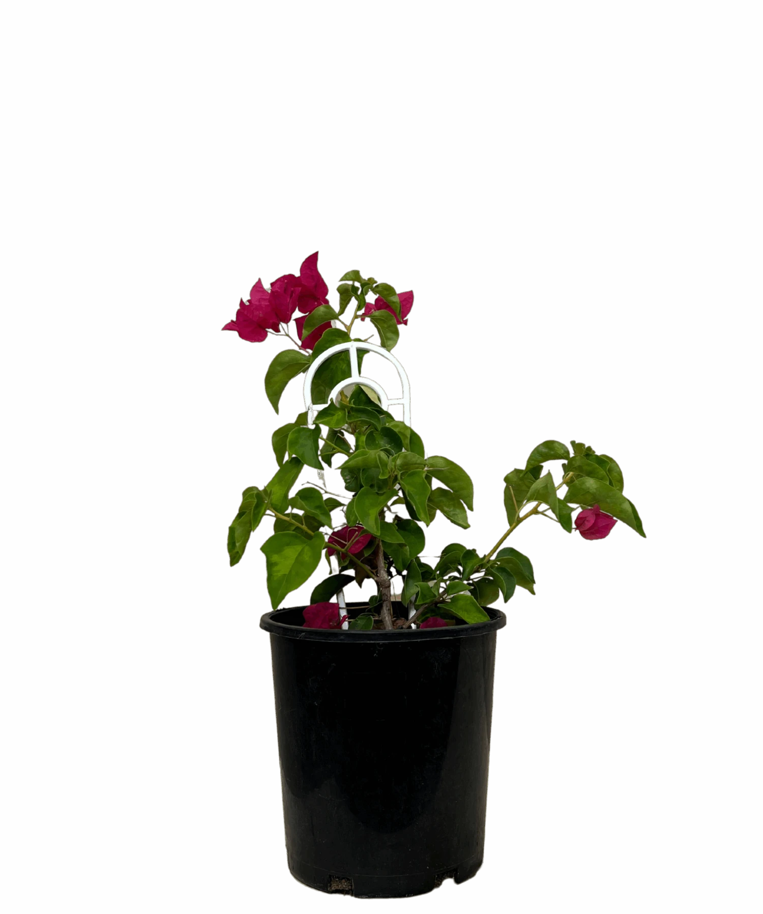 Bougainvillea Bambino Jazzi 1 Bougainvillea Bambino Jazzi