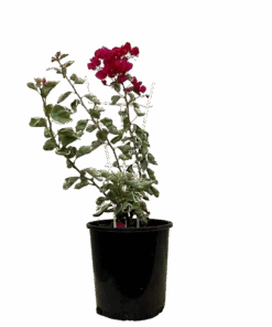 Bougainvillea Bambino Jellibene