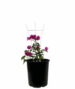 Bougainvillea Bambino Jono