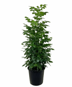 Radermachera Jade Jewel