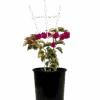 Bougainvillea Bambino Jezebel