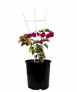 Bougainvillea Bambino Jezebel