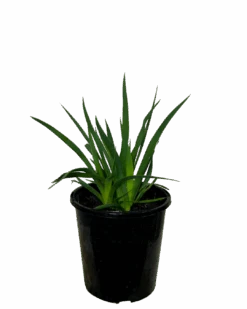 Kangaroo Paw - Anigozanthos Bush Glow