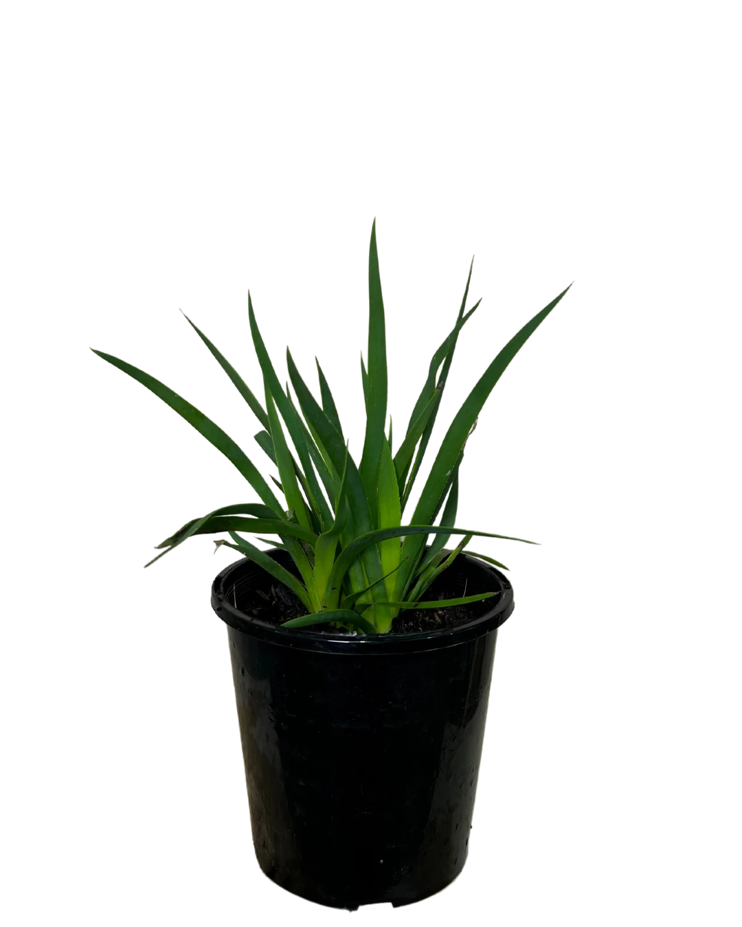 Kangaroo Paw - Anigozanthos Bush Glow 1 Kangaroo Paw - Anigozanthos Bush Glow