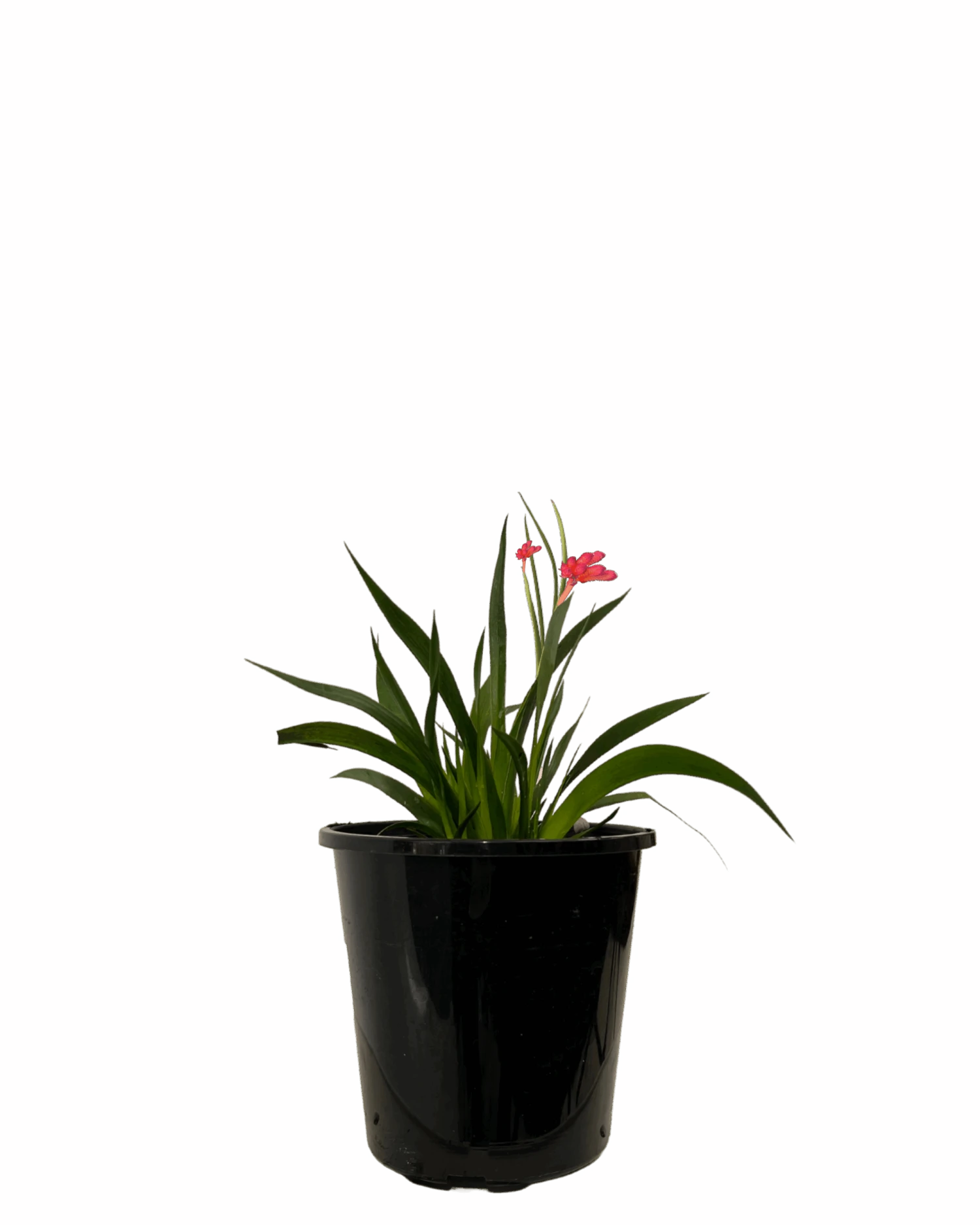 Kangaroo Paw - Anigozanthos Bush Inferno 1 Kangaroo Paw - Anigozanthos Bush Inferno