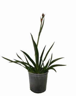 Kangaroo Paw - Anigozanthos Gold Velvet