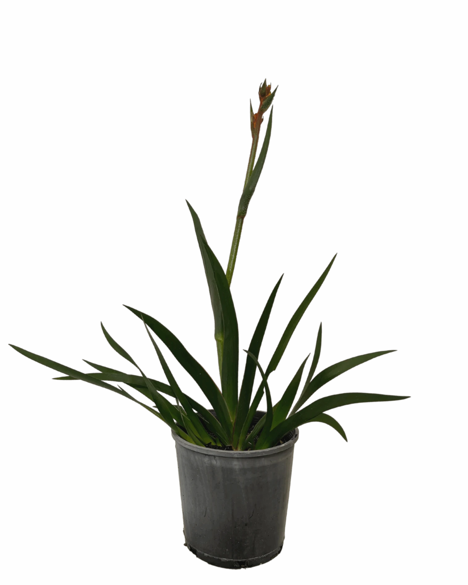 Kangaroo Paw - Anigozanthos Gold Velvet 1 Kangaroo Paw - Anigozanthos Gold Velvet