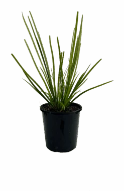 Lomandra Katie Bells