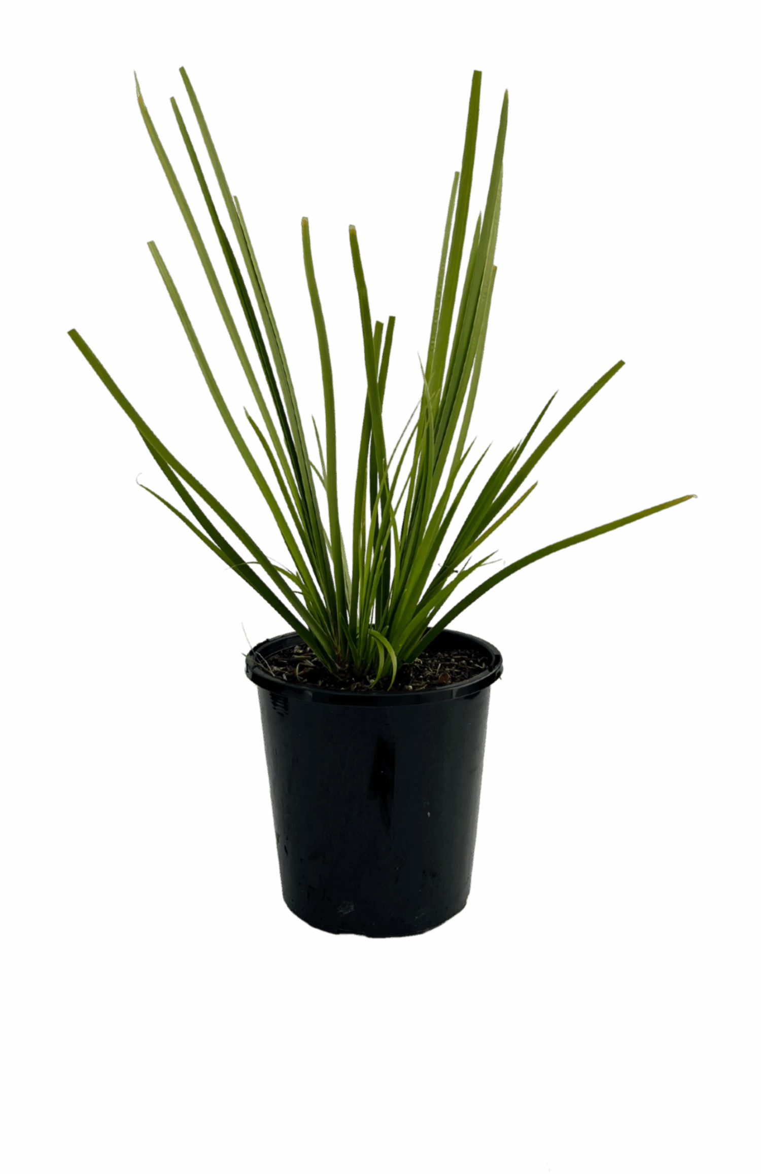 Lomandra Katie Bells 1 Lomandra Katie Bells