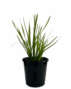 Lomandra Katrinus Deluxe