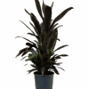 Cordyline Caruba Black