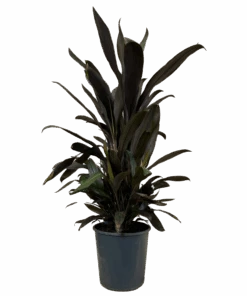 Cordyline Caruba Black