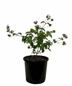 Lantana Montevidensis Mauve