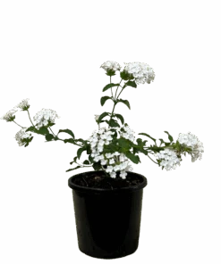 Lantana Montevidensis Alba