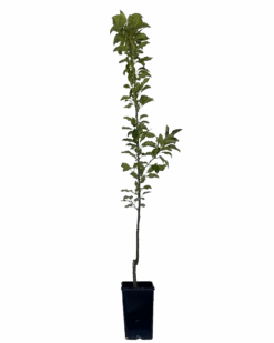 Apple - Dwarf Leprechaun