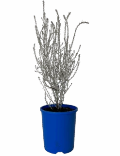 Leucophyta Brownii - Canal Rocks