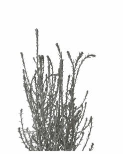 Leucophyta Brownii - Canal Rocks -Waldecks Store LEUCOPHYTACANALROCKSFORM 3