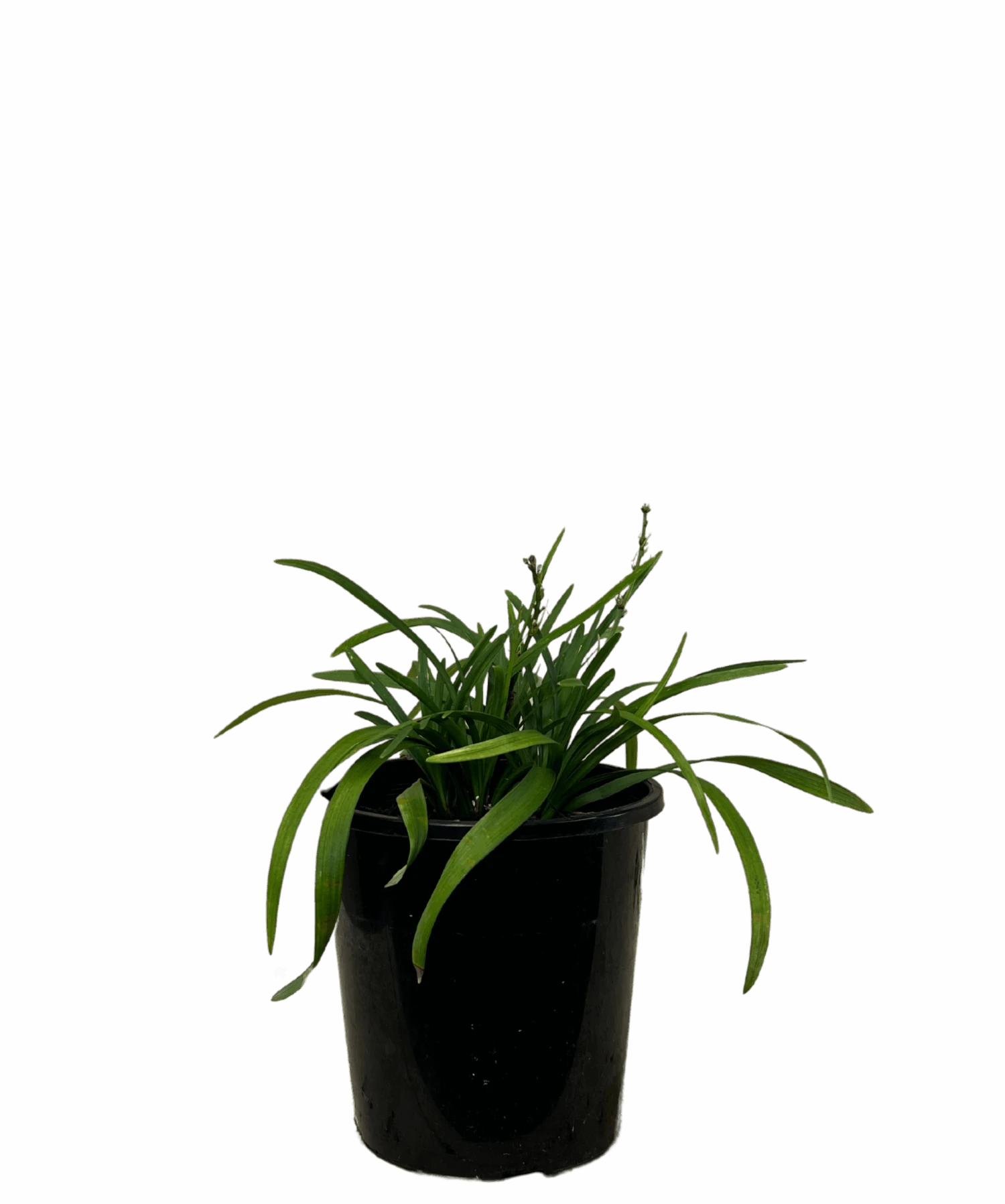 Liriope Amethyst 1 Liriope Amethyst