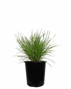Lomandra Little Con