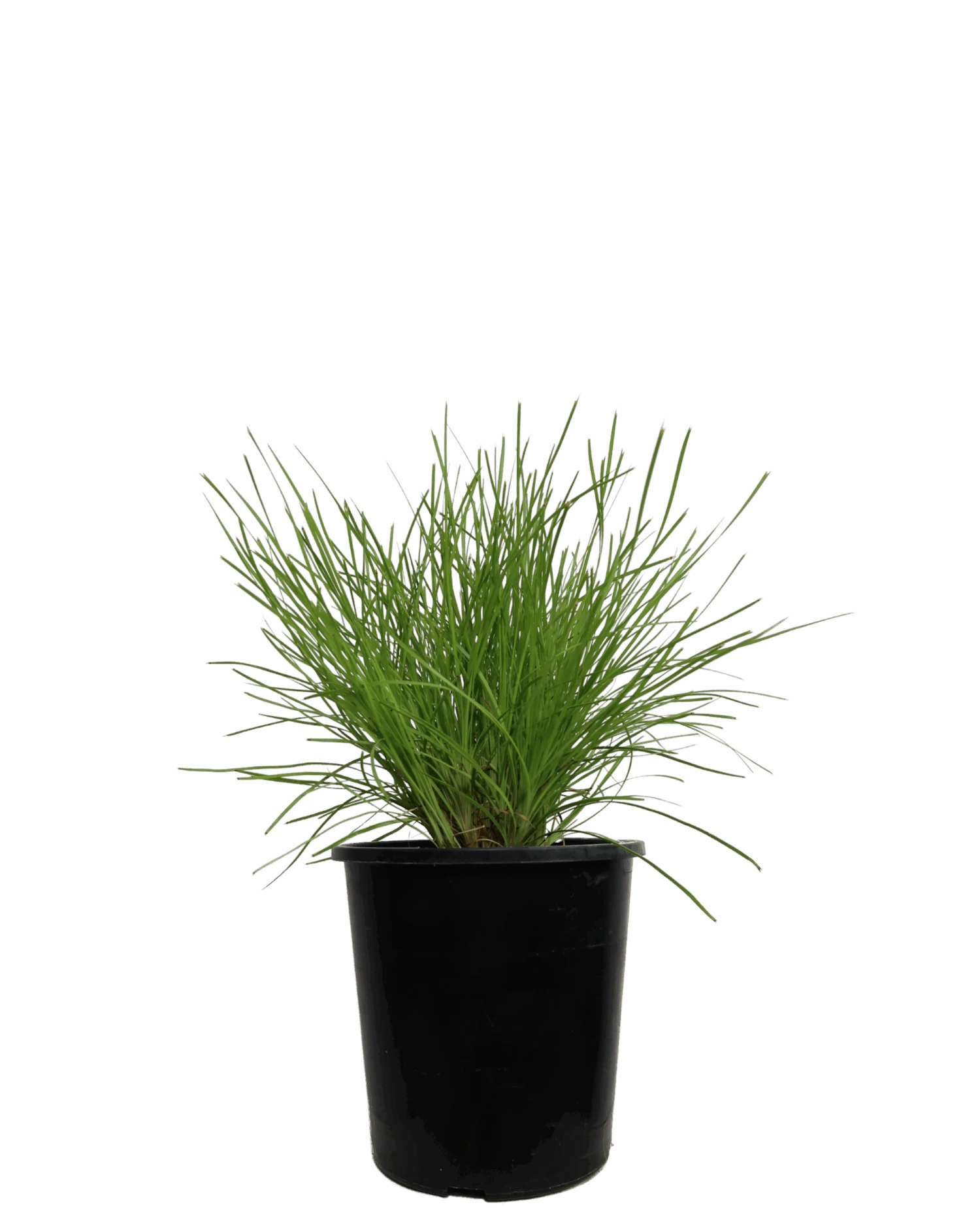 Lomandra Little Con 1 Lomandra Little Con