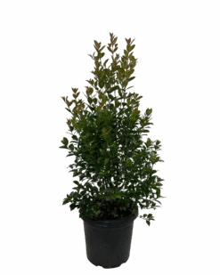Syzygium Hinterland Gold