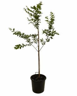 Crepe Myrtle - Lagerstroemia Indica Natchez