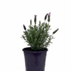 Lavender - Lavandula Blueberry Ruffles