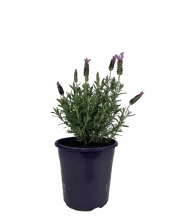 Lavender - Lavandula Blueberry Ruffles