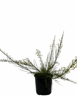 Firecracker Plant - Lemon Falls